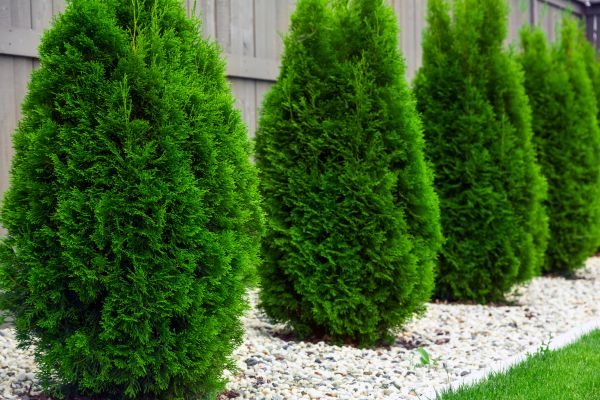 Arborvitae Planting in Oxnard