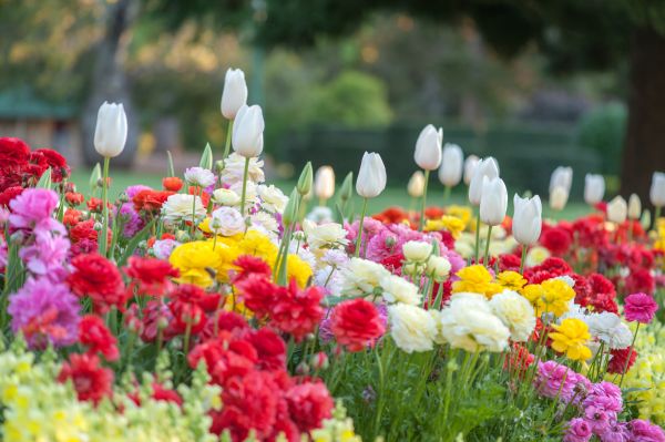 Gardening Service in Oxnard