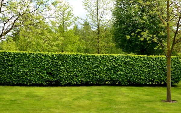 Hedge Planting in Oxnard