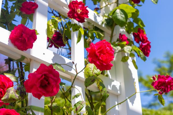 Home Gardening Service in Oxnard