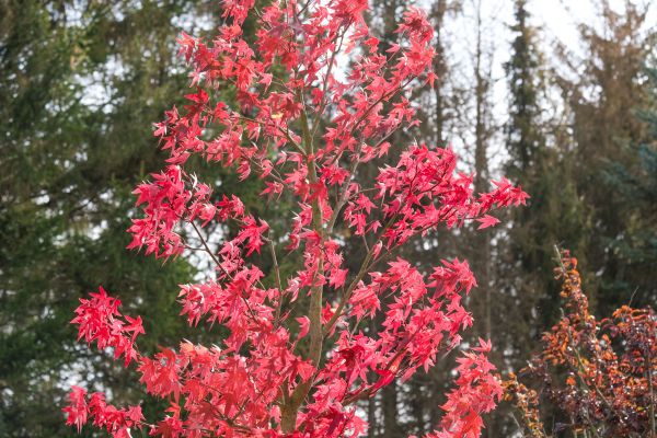 Japanese Maple Planting in Oxnard