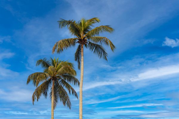 Palm Tree Planting in Oxnard