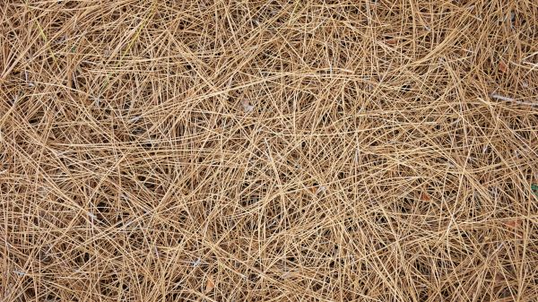 Pine Needles Delivery in Oxnard