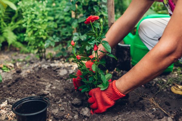 Planting Service in Oxnard
