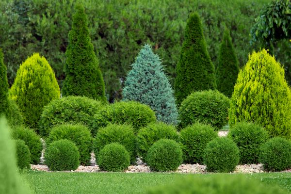Shrub Replacement in Oxnard