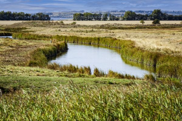 Swale Landscaping in Oxnard