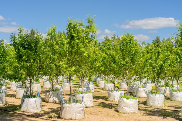 Tree Planting Service in Oxnard