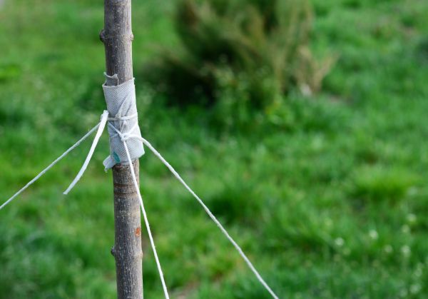 Tree Staking Service in Oxnard