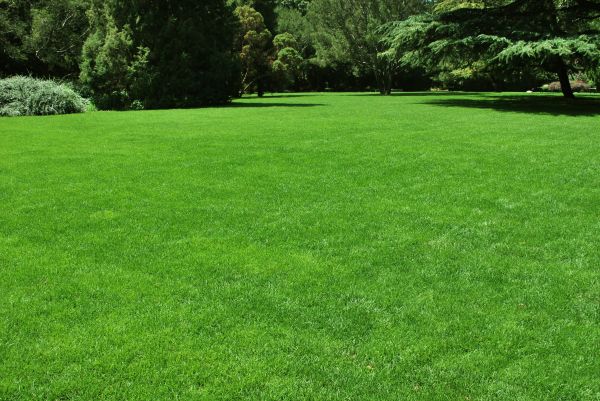 Lawn Landscaping in Oxnard