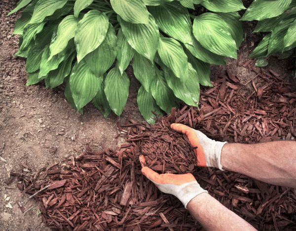 Shredded Mulch Service in Oxnard