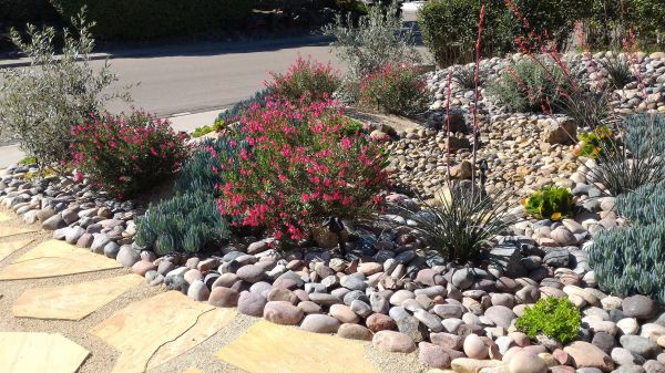 Xeriscape Landscaping in Oxnard