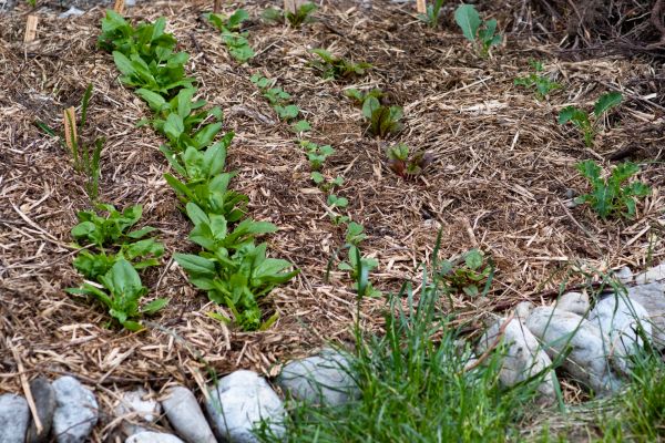 Mulch Service in Oxnard