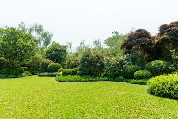 Tree Landscaping in Oxnard