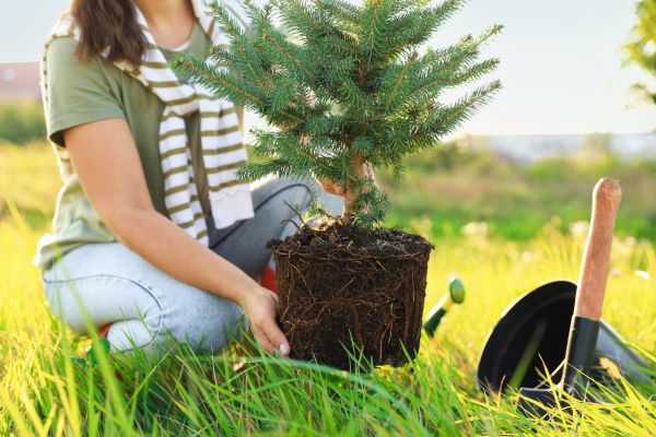 Spruce Tree Planting in Oxnard