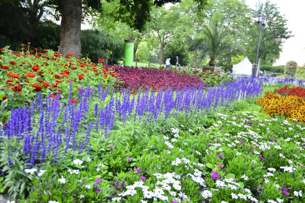 Perennials Planting in Oxnard