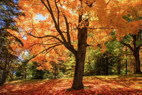 Maple Tree Planting in Oxnard
