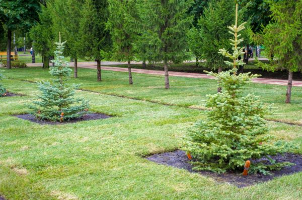 Privacy Trees Planting in Oxnard