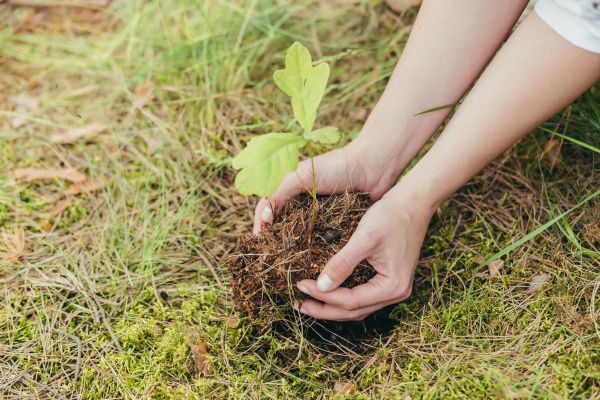 Oak Tree Planting in Oxnard