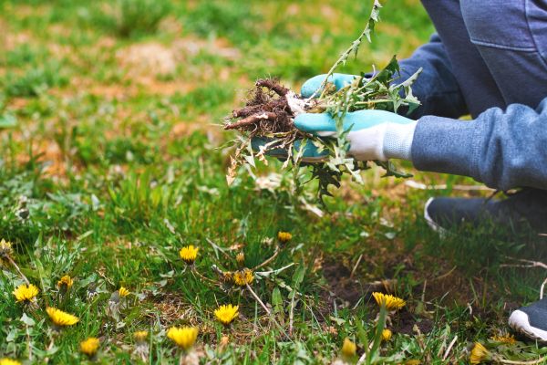 Flower Bed Clearing in Oxnard