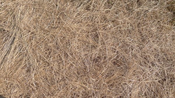 Pine Straw Replacement in Oxnard