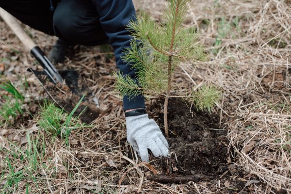 Pine Tree Planting in Oxnard