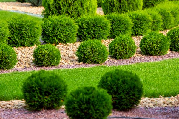 Bush Replacement in Oxnard