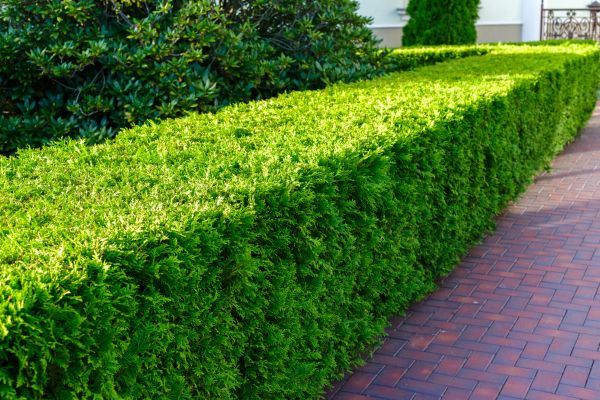 Hedge Installation in Oxnard