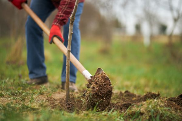 Trees Planting in Oxnard