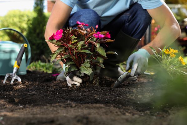 Plant Replacement in Oxnard