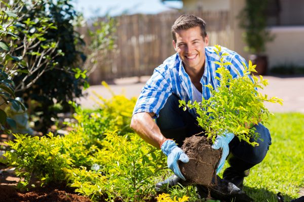 Shrub Landscaping in Oxnard