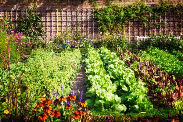 Garden Planting Service in Oxnard