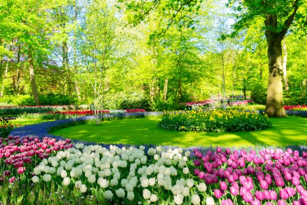 Flower Landscaping in Oxnard