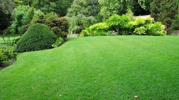 Commercial Landscape Design in Oxnard