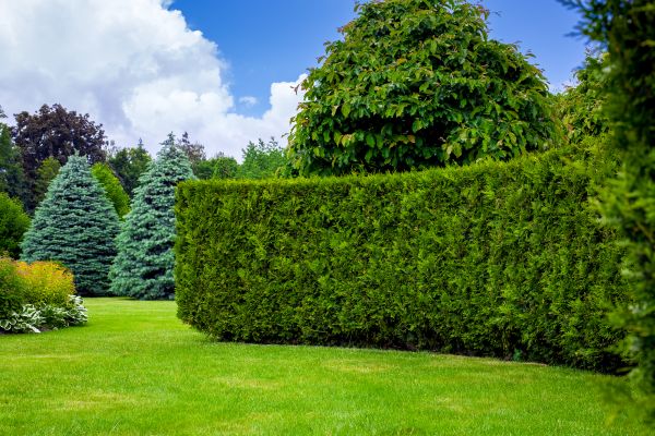 Hedge Landscaping in Oxnard