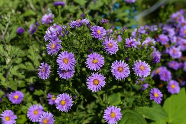 Perennial Flower Planting in Oxnard