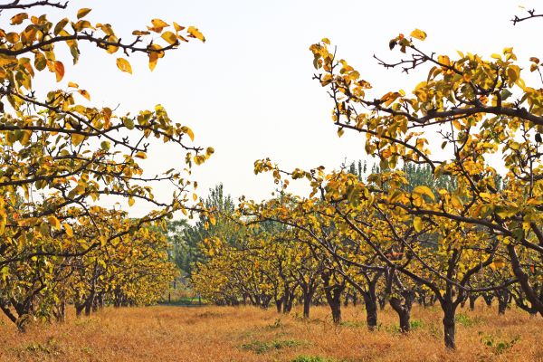 Pear Tree Planting in Oxnard