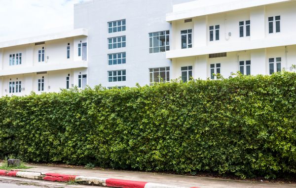 Privacy Landscaping in Oxnard