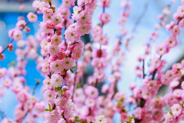 Japanese Cherry Tree Planting in Oxnard