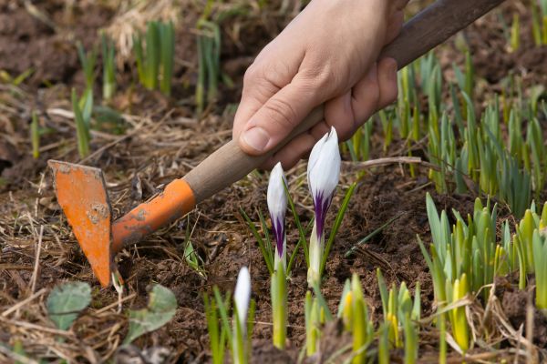 Flower Garden Weeding in Oxnard