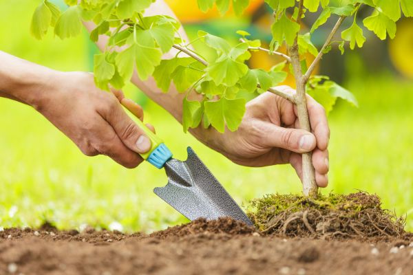 Fruit Tree Planting in Oxnard