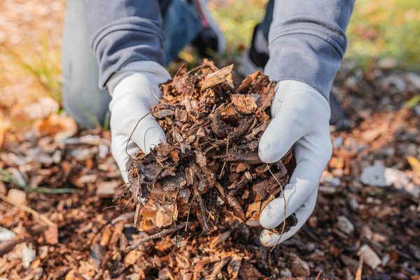 Shredded Mulch Installation in Oxnard