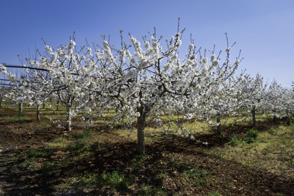Orchard Planting in Oxnard