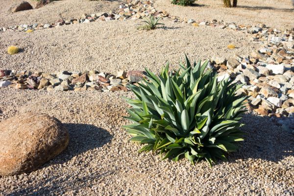 Xeriscaping Service in Oxnard