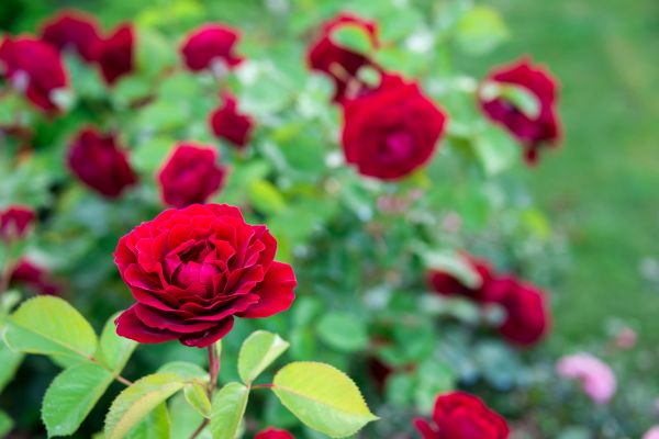 Rose Planting in Oxnard