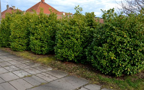 Privacy Shrub Installation in Oxnard