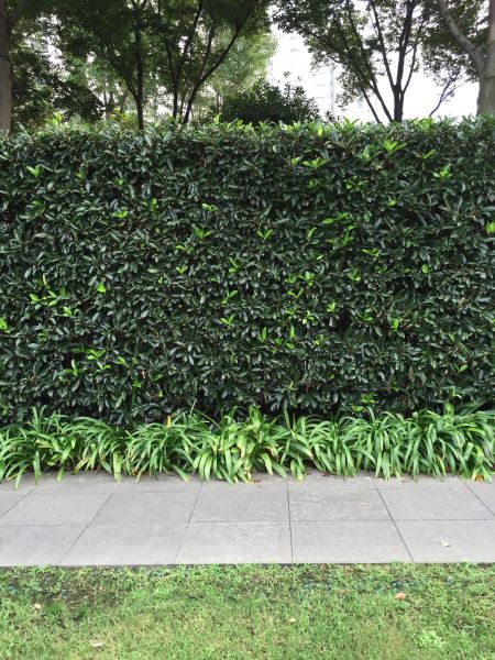 Privacy Shrub Planting in Oxnard