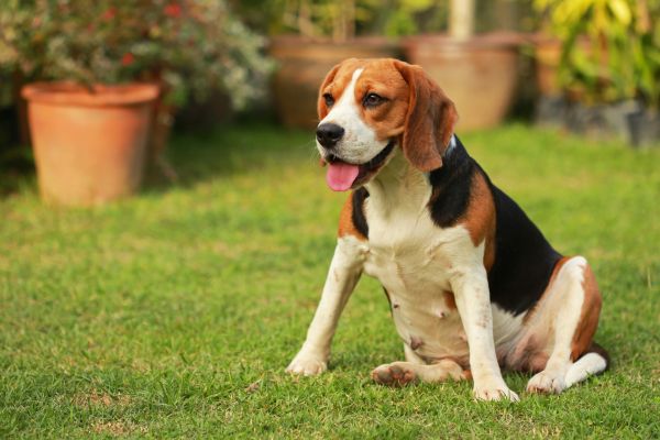 Dog Friendly Landscaping in Oxnard