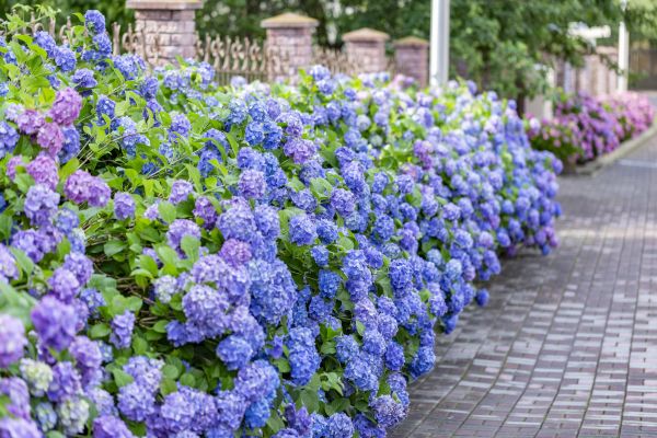 Hydrangea Landscaping in Oxnard