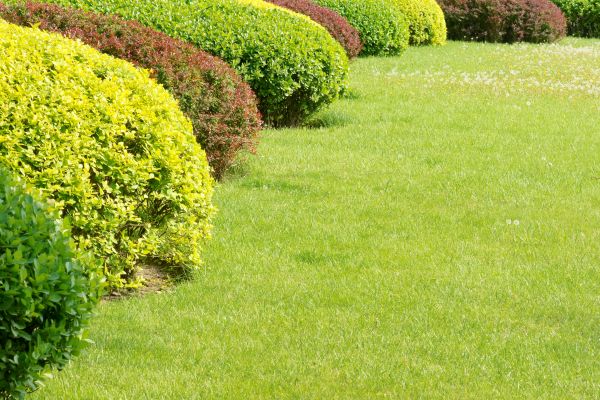 Shrubbery Planting in Oxnard