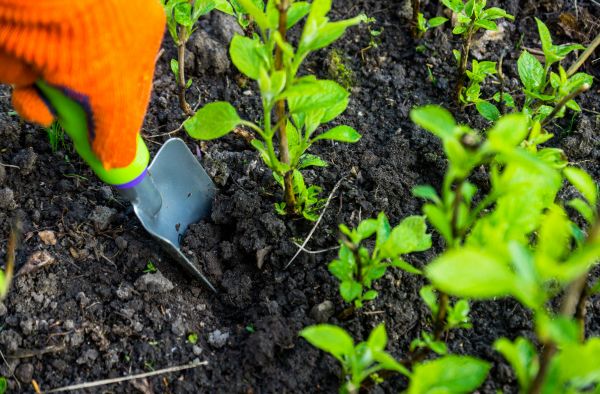 Hydrangea Planting in Oxnard